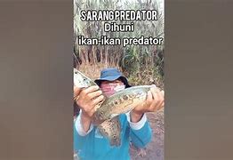 Pemancing Bertopeng Terbaru Di Indonesia